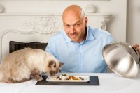 В Британии появились рестораны для элитных английских кошек